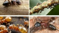 Jaké jsou užitečné a škodlivé mravenci?